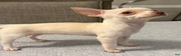 Chihuahua dogs for sale: Cream and white female chihuahua  - Ad 4