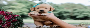 Ashton AKC Golden Retriever Pup