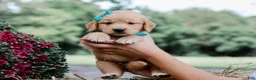 Golden Retriever dogs for sale: Ashton AKC Golden Retriever Pup - Ad 1