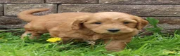 Mini Goldendoodle dogs for sale: Barney - Ad 1