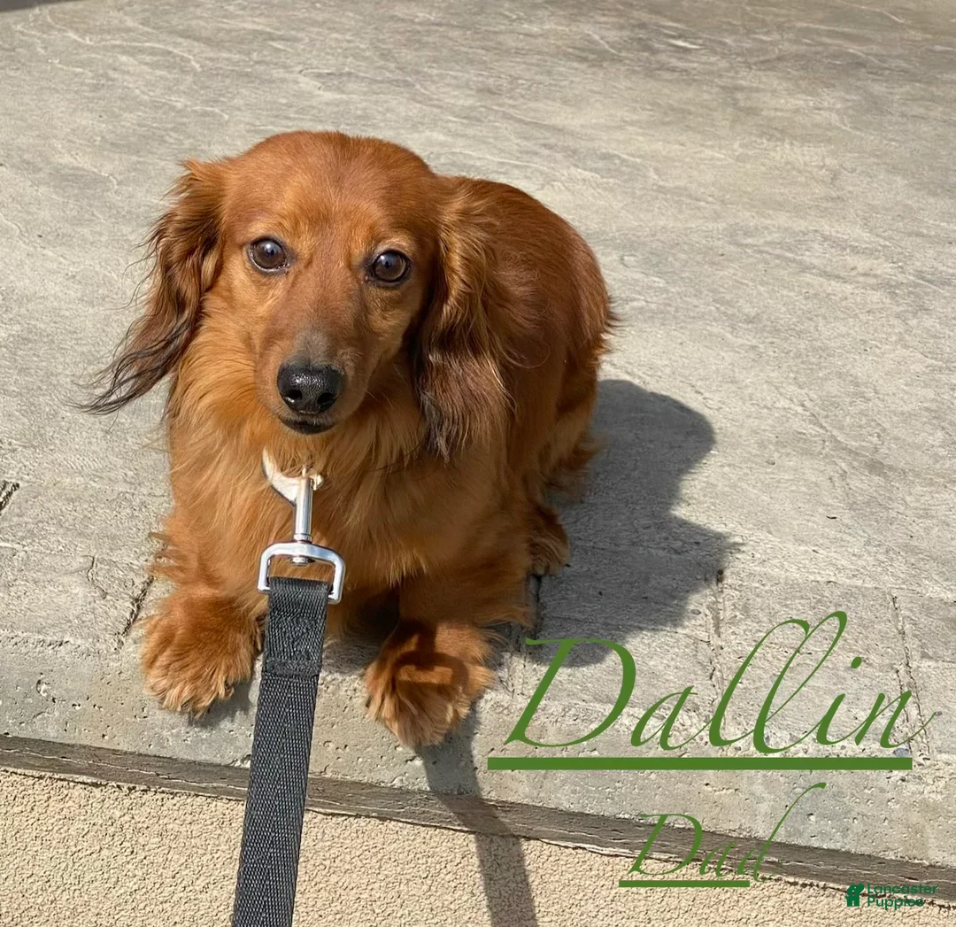 Dachshund dogs for sale: Dallas  - Ad 6