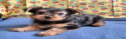 Yorkshire Terrier dogs for sale: KitKat  - Ad 3