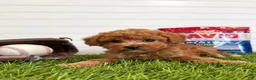Cavapoo dogs for sale: Wrigley - Ad 3