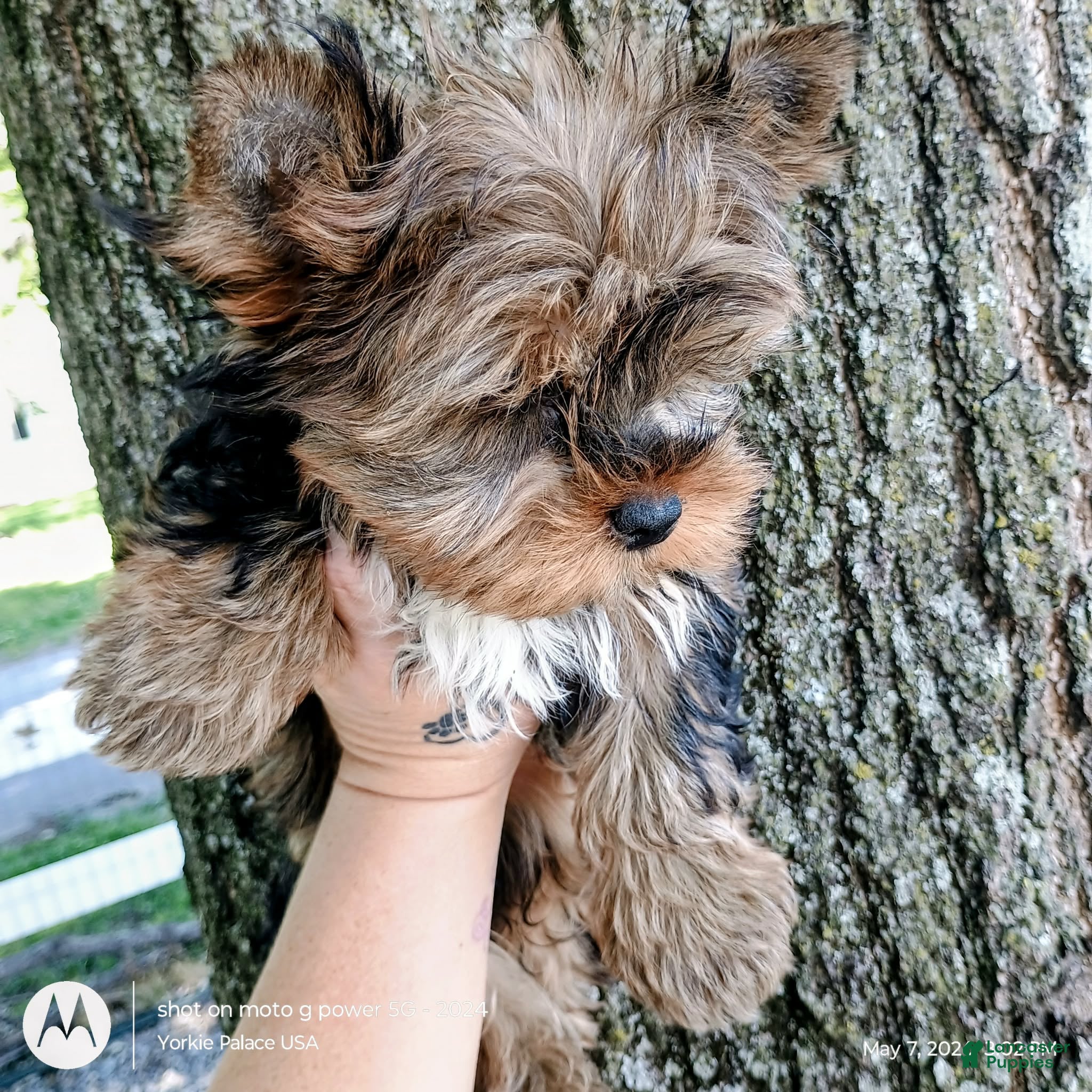 Yorkshire Terrier dogs Yorkshire Terrier Puppy 1 - Ad 2