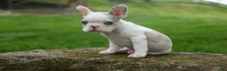 French Bulldog dogs for sale: Axel (Platinum with Blue Eyes) 💙🐾 - Ad 6