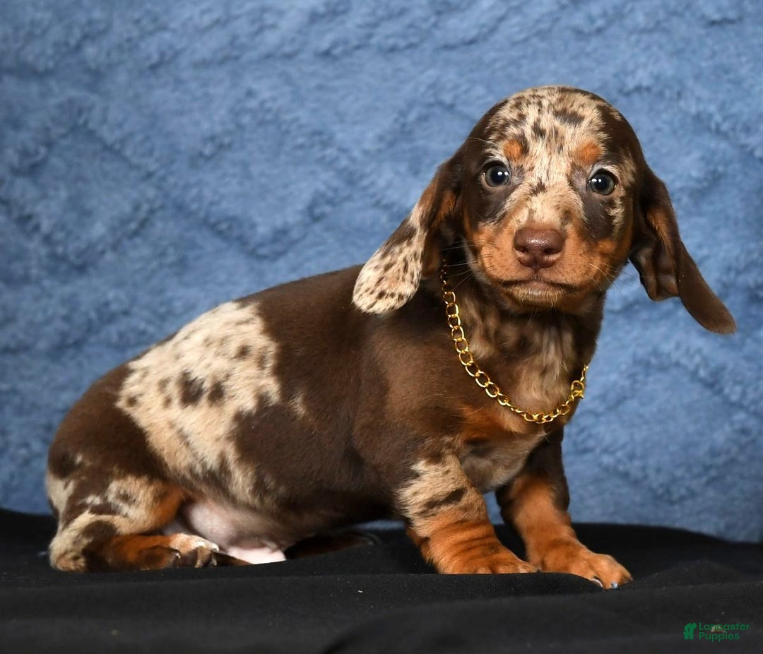 Miniature Dachshund dogs for sale: Rocky - Ad 6