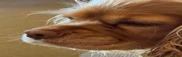 Mixed Breed dogs for sale: Little Bear - Ad 6