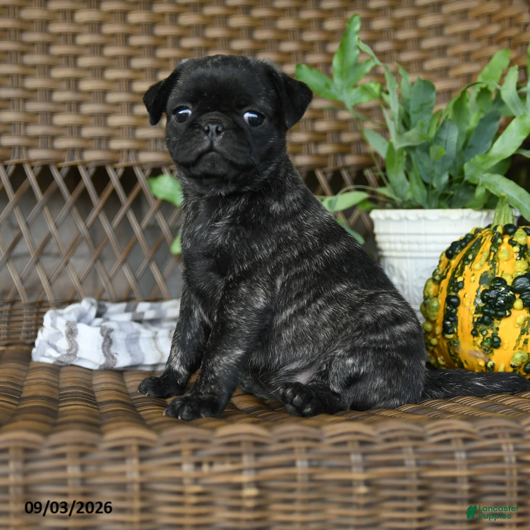 Pug dogs for sale: Truffle  - Ad 1