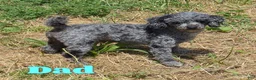 Miniature Poodle dogs for sale: Mercedes - Ad 9