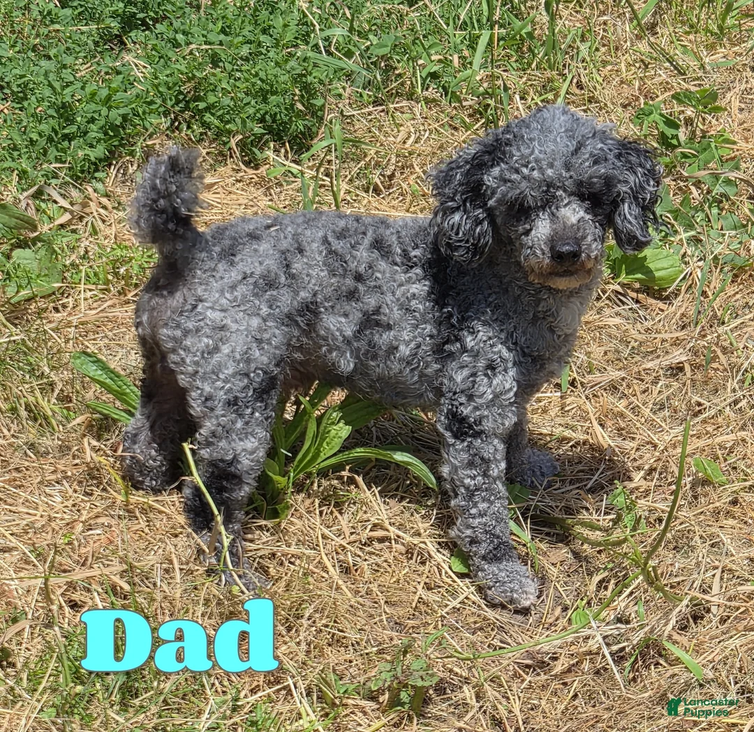 Miniature Poodle dogs for sale: Mercedes - Ad 9