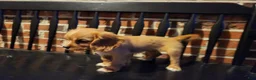 Cavalier King Charles Spaniel dogs for sale: KitKat - Ad 6