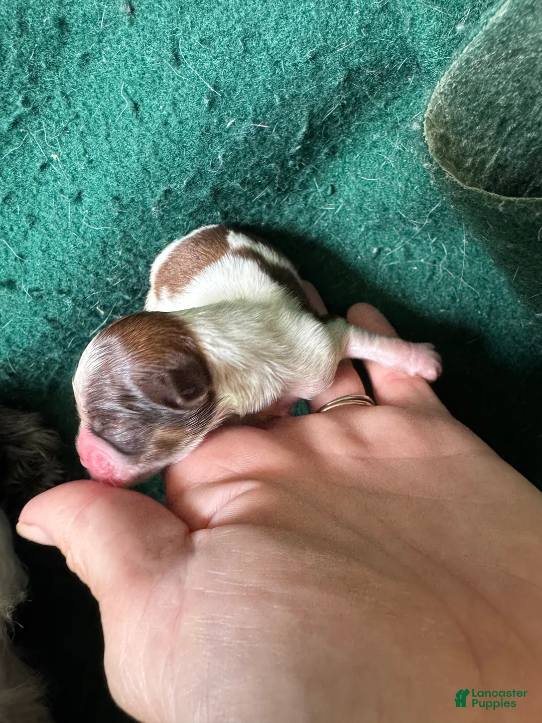 Shih Tzu dogs for sale: Shih Tzu 1 - Ad 2