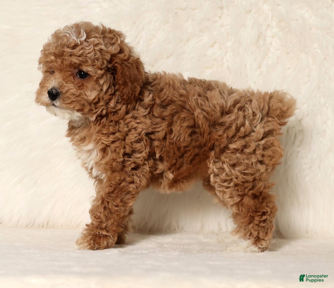 Cockapoo dogs for sale: Nancy - Ad 6