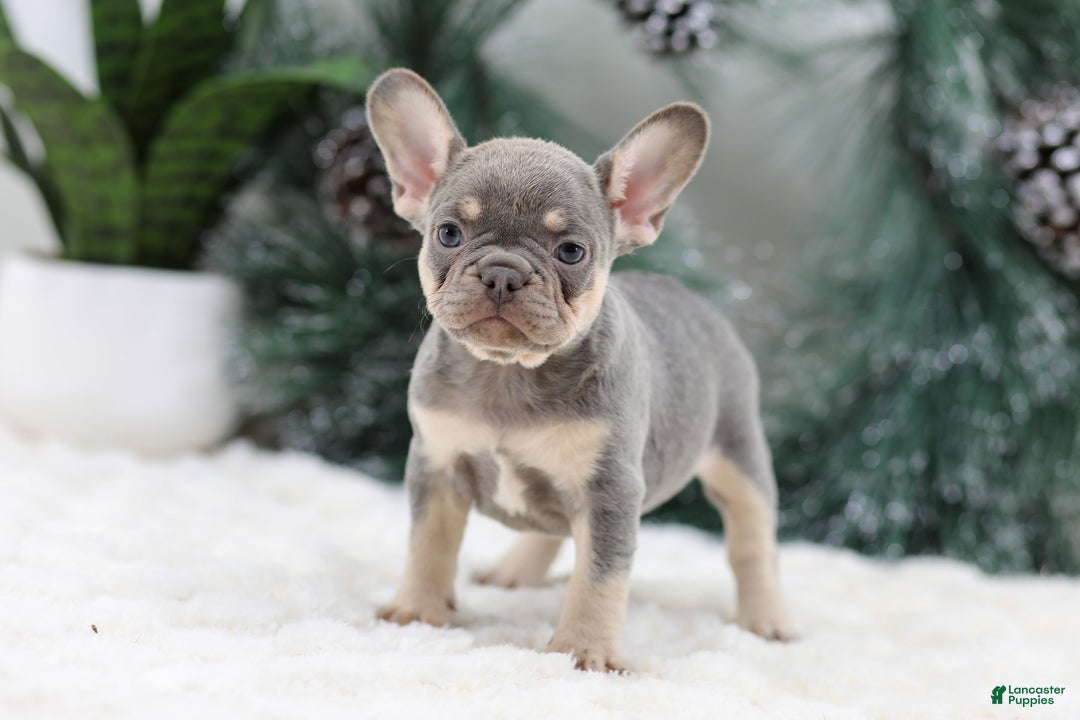 French Bulldog dogs for sale: Frieda - Ad 1