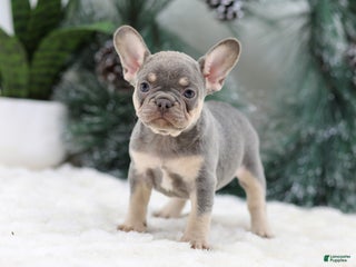 French Bulldog dogs Frieda - Ad 8
