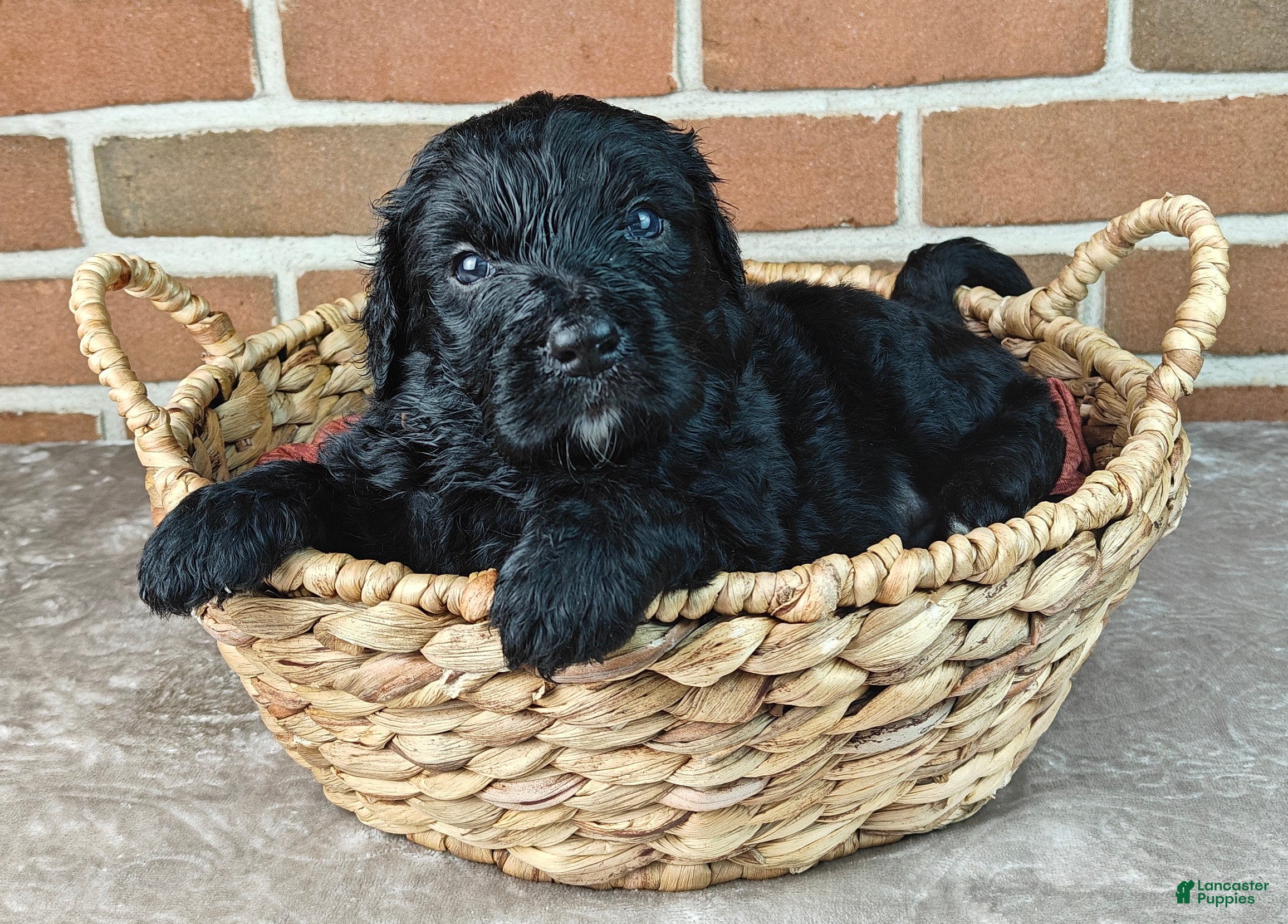 Bernedoodle dogs Ranger  - Ad 1