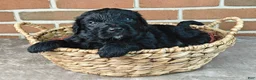 Bernedoodle dogs for sale: Ranger  - Ad 1