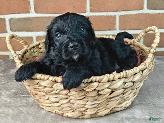 Bernedoodle dogs for sale: Ranger - Ad 1