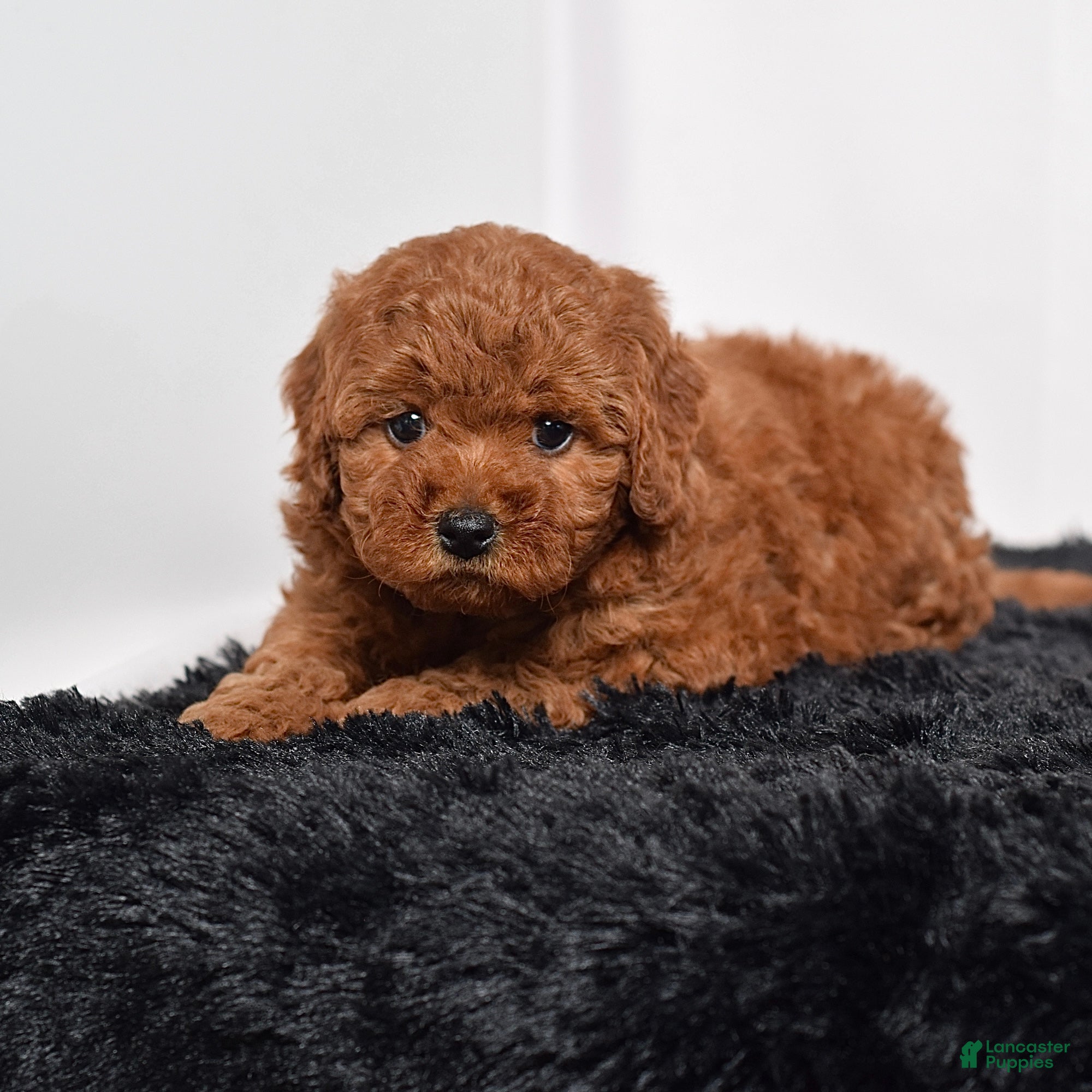 Mini Goldendoodle dogs for sale: Maddie - Ad 4