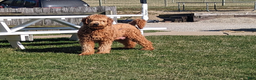 Goldendoodle dogs for sale: Miss Bella  - Ad 9