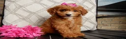 Cavapoo dogs for sale: Bubbles - Ad 1
