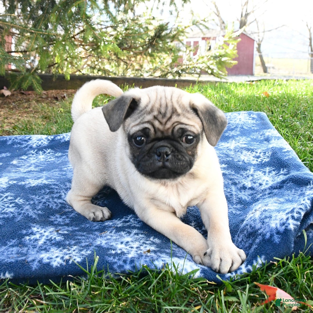 Pug dogs for sale: Cookie - Ad 2