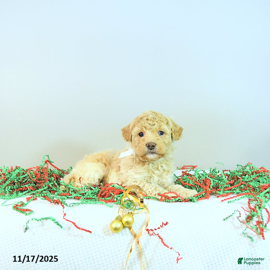Miniature Poodle dogs for sale: Archie - Ad 7