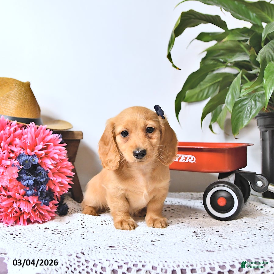 Miniature Dachshund dogs Candy - Ad 1