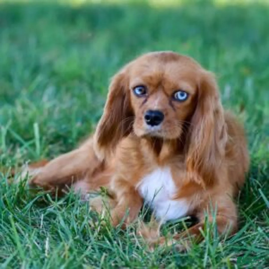 Cavalier King Charles Spaniel dogs for sale: Matt Cavalier King Charles Spaniel  - Ad 4