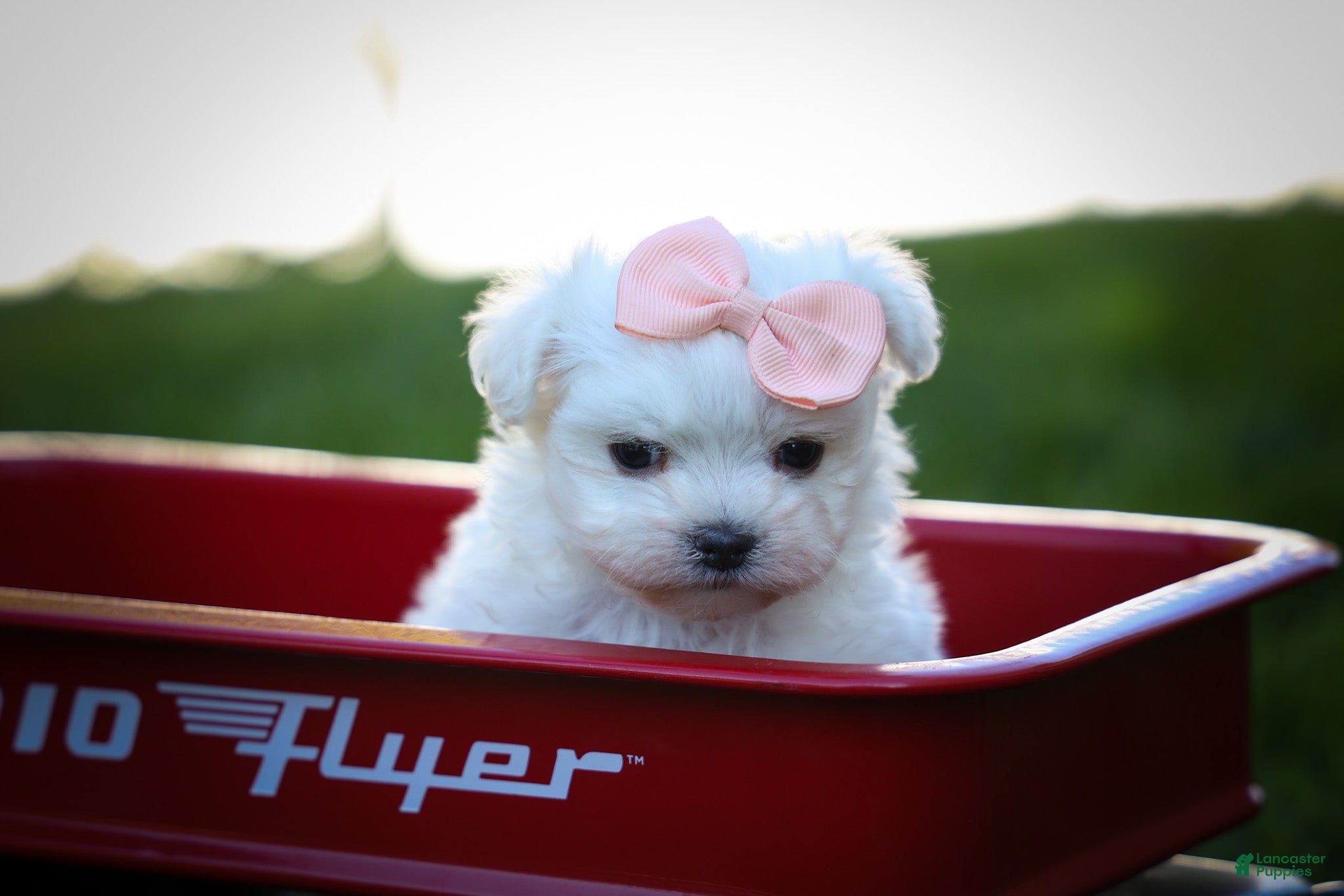 Maltese dogs Melodie 💕  - Ad 2