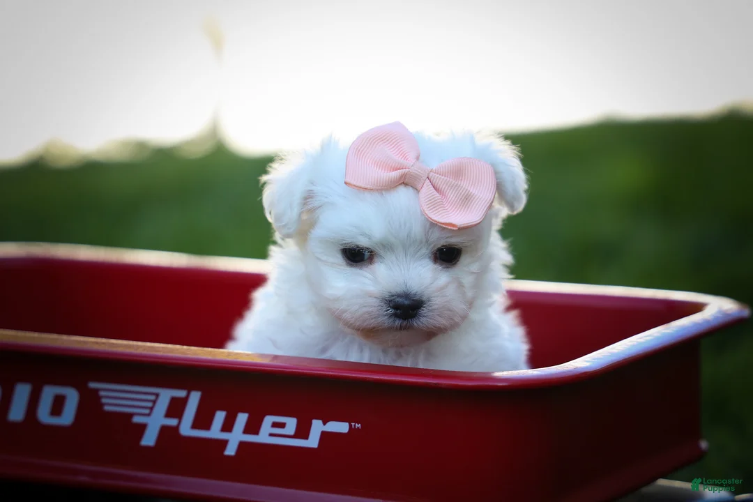Maltese dogs for sale: Melodie 💕  - Ad 2