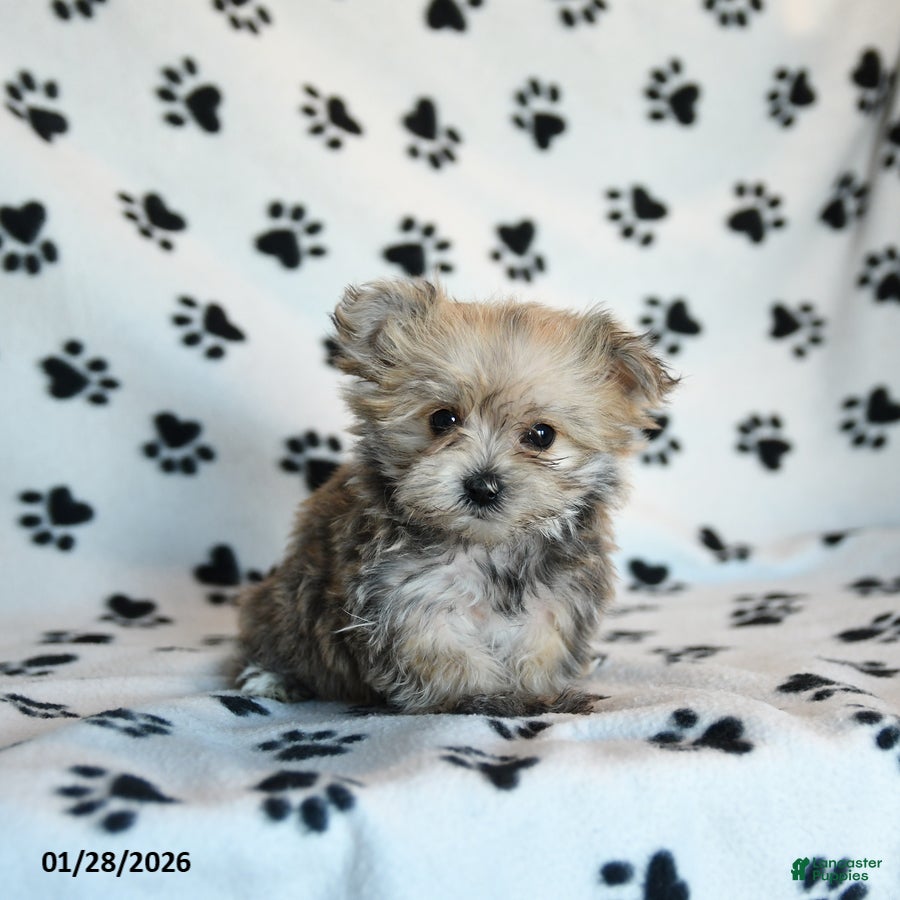 Morkie dogs Nala - Ad 7