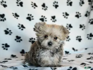 Morkie dogs Nala - Ad 7