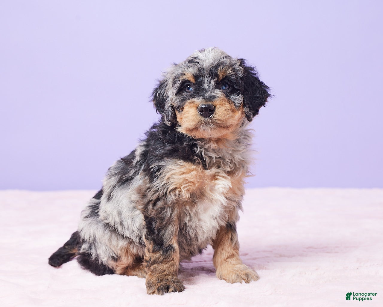 Mini Bernedoodle dogs Mabel - Ad 1
