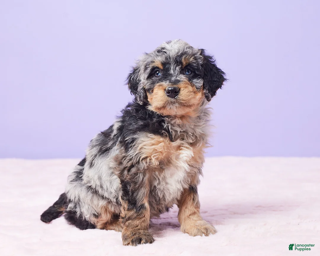 Mini Bernedoodle dogs for sale: Mabel - Ad 1