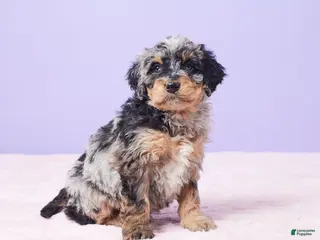 Mini Bernedoodle dogs Mabel - Ad 1