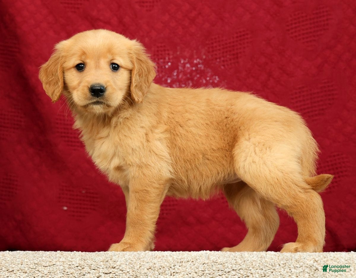Golden Retriever dogs for sale: Daisy - Ad 1
