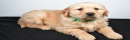 Golden Retriever dogs for sale: Jessica - Ad 2