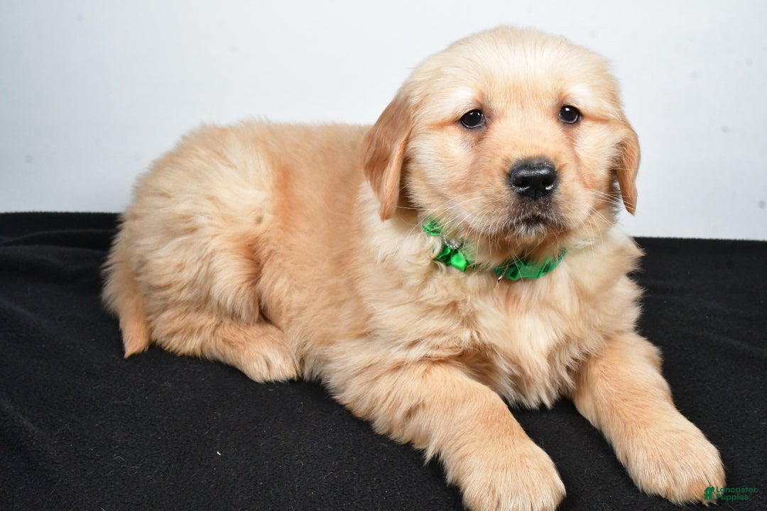 Golden Retriever dogs for sale: Jessica - Ad 2