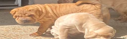 Shar Pei dogs for sale: Goose - Ad 17