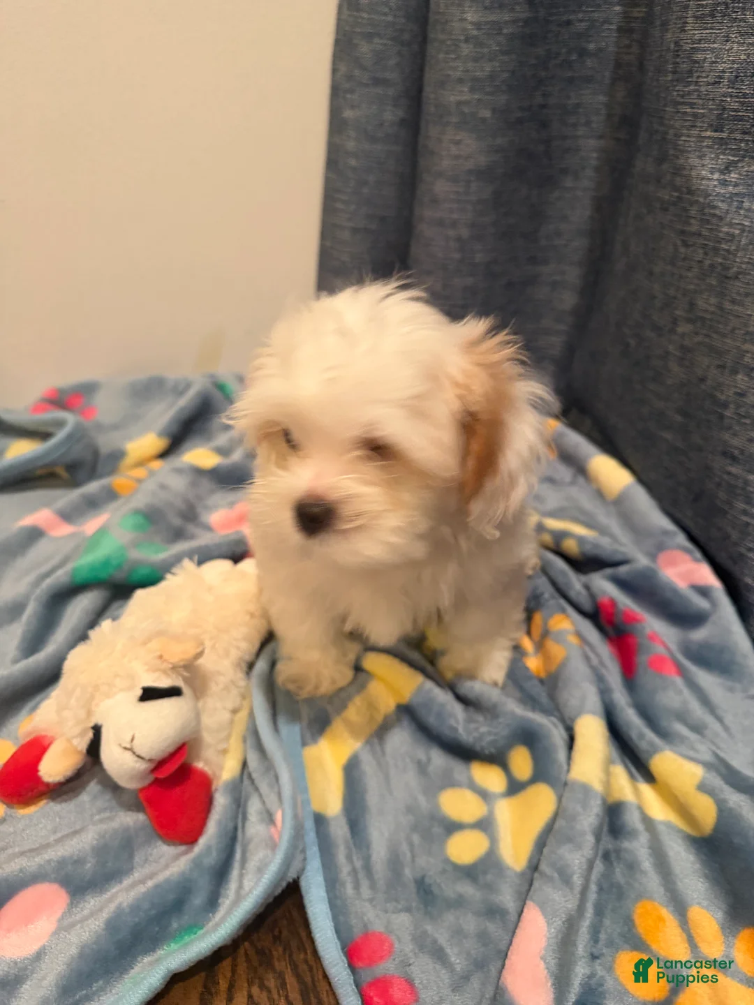 Shih Tzu dogs for sale: Shih Tzu 2 - Ad 2