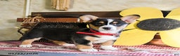 Welsh Corgi Pembroke dogs for sale: Dixie - Ad 3