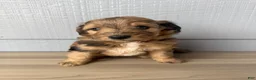 Aussiedoodle dogs for sale: Kit - Ad 6