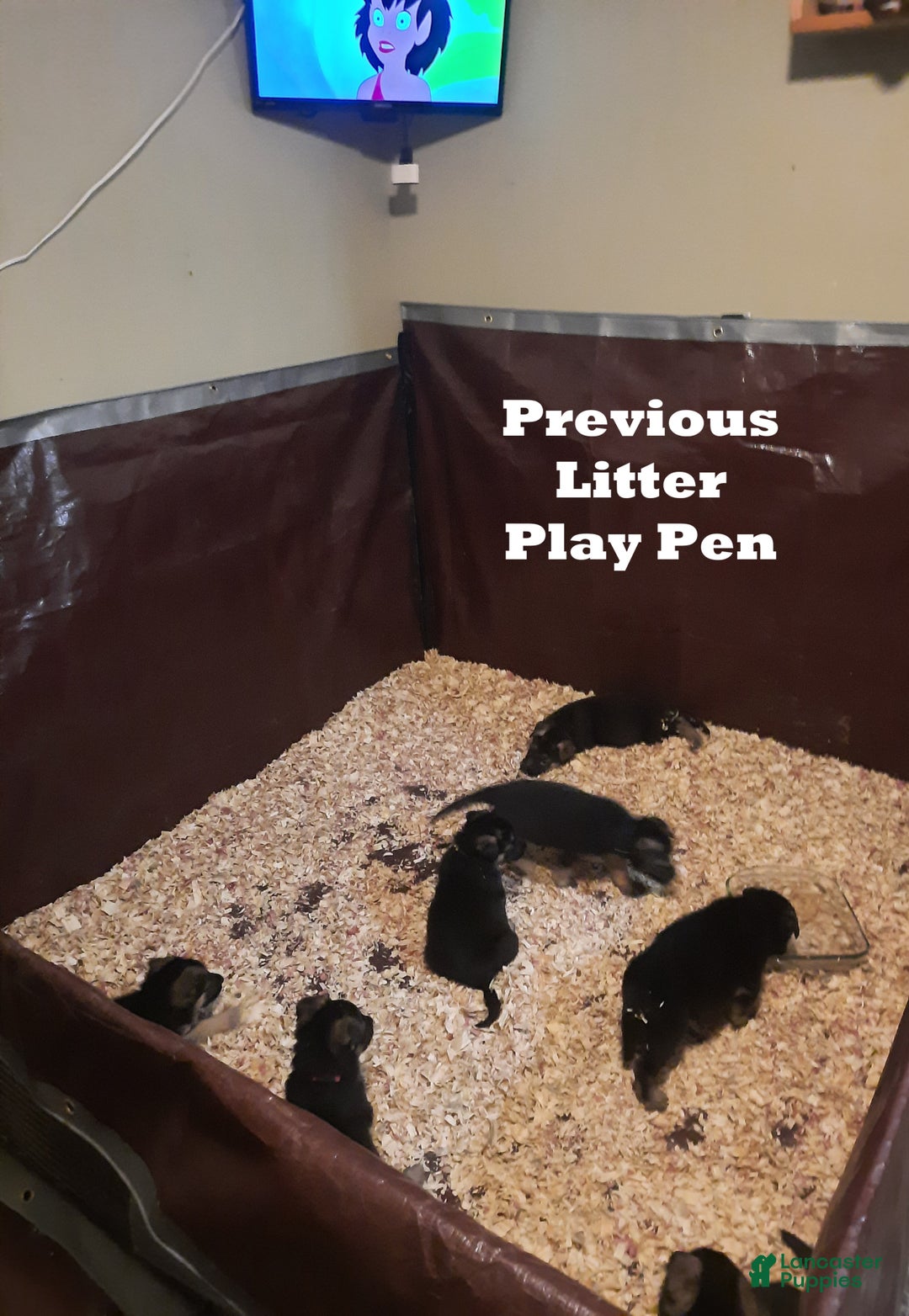 German Shepherd dogs for sale: Diamond - Ad 49