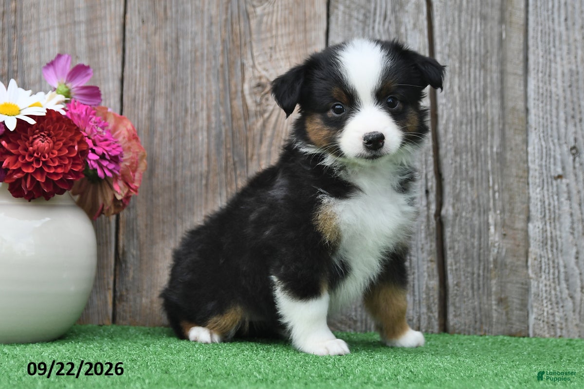 Miniature Australian Shepherd dogs Raine - Ad 2