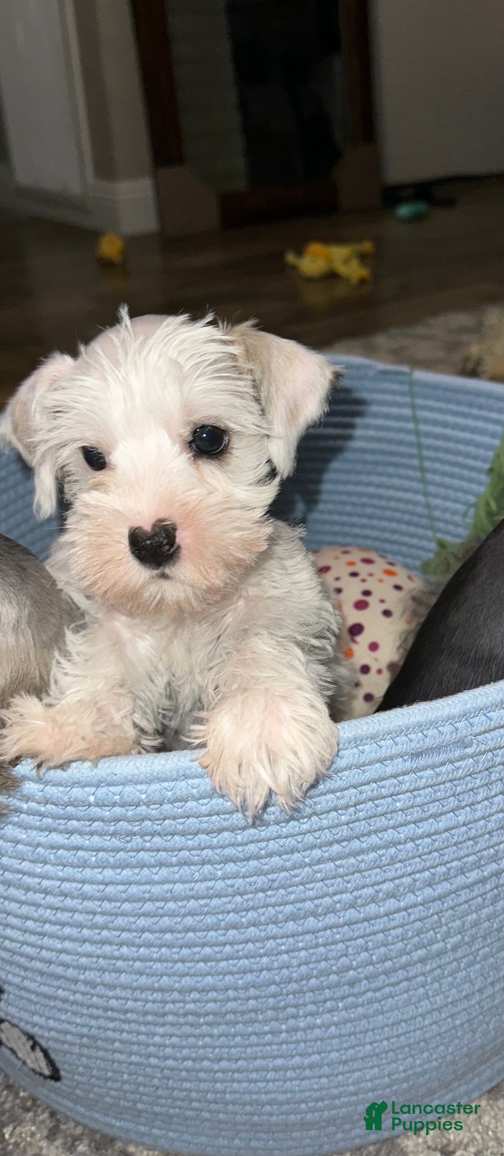 Miniature Schnauzer dogs Miniature Schnauzer 1 - Ad 14