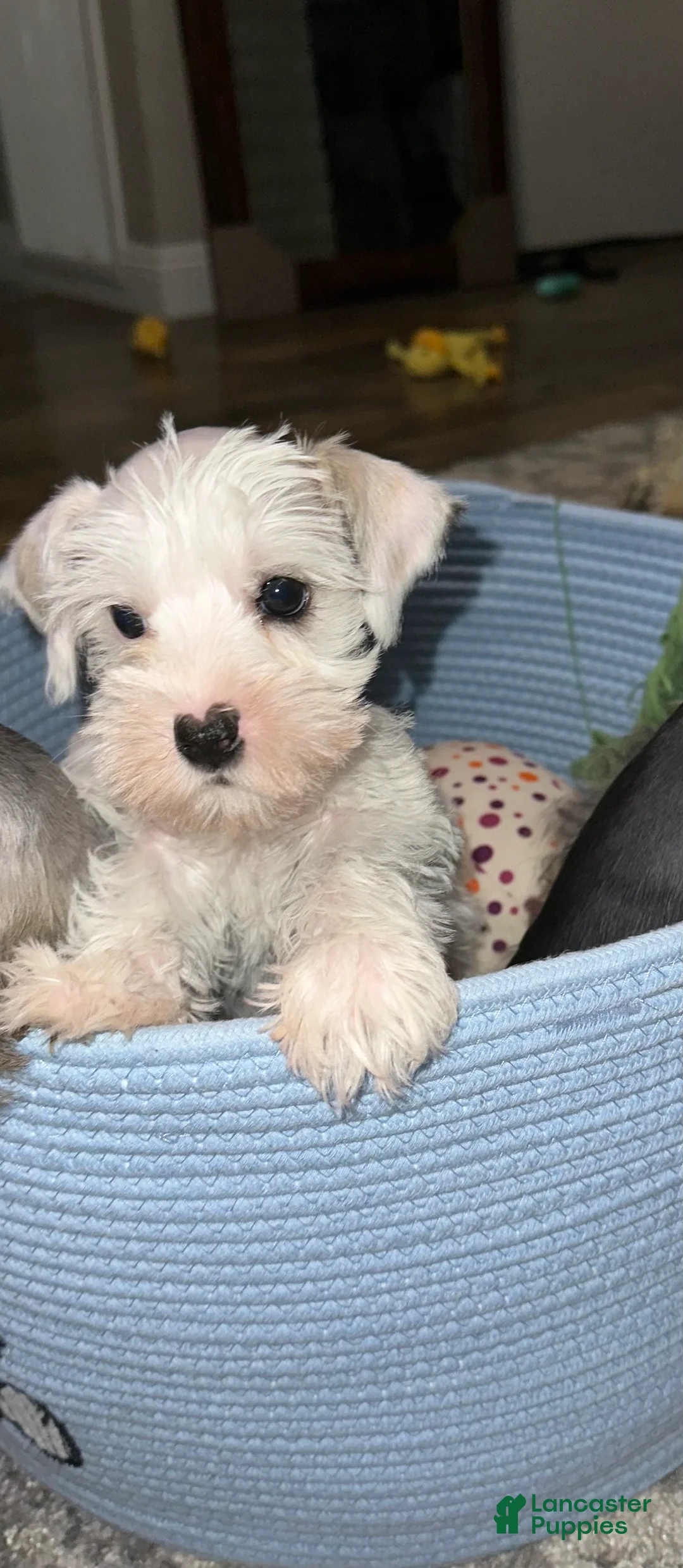 Miniature Schnauzer dogs for sale: Miniature Schnauzer 1 - Ad 1