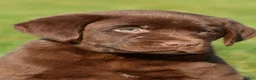 Labrador Retriever dogs for sale: Libby - Ad 2