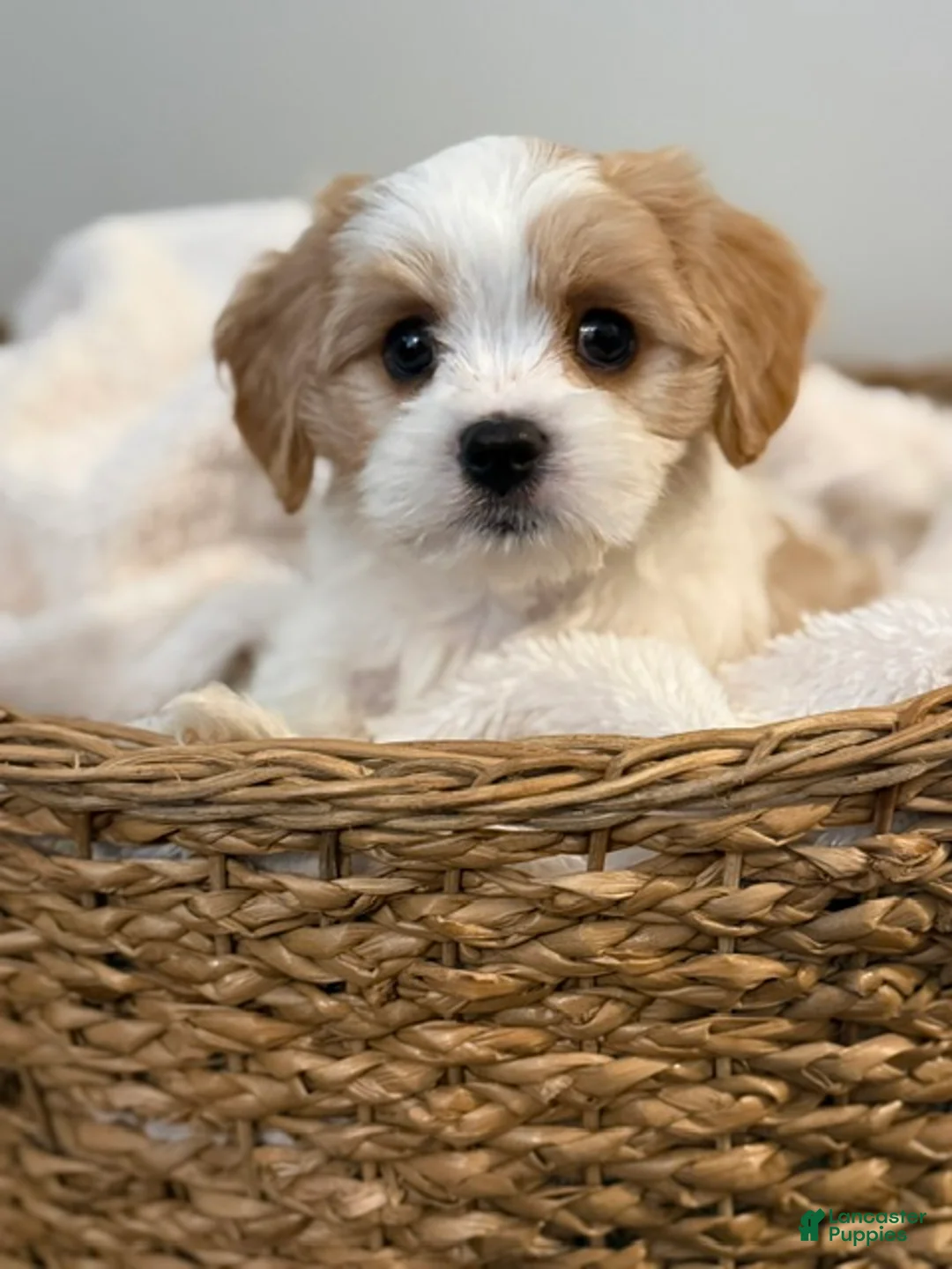 Mixed Breed dogs for sale: Denver - Ad 1