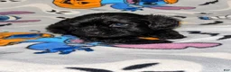 Yorkiepoo dogs for sale: Buckwheat  - Ad 2